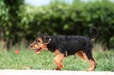 AIREDALE TERRIER 338